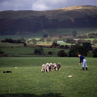 Picture of border collie working herdwick sheep with girl shepherd  on 'one man and his dog', lake district