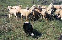 Picture of border collie working on tuscany farm