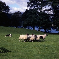 Picture of border collie working sheep on 'one man and his dog' , lake district