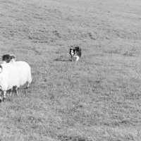 Picture of border collie working sheep