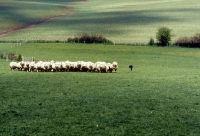 Picture of border collie working sheep