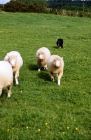 Picture of border collie working sheep