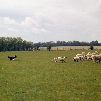 Picture of border collie working sheep