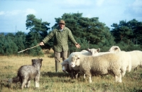 Picture of border collie x bearded collie herding sheep