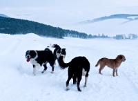 Picture of Border Collies and Border Terrier in snow