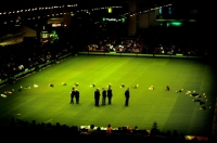 Picture of border collies and other breeds, obedience at crufts 1984, the long stay