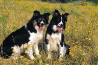 Picture of Border Collies in wild flowers