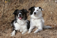 Picture of Border Collies lying down