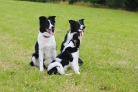 Picture of Border collies with puppy