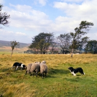 Picture of border collies working sheep in trials in peak district,creeping, eyeing