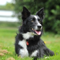 Picture of Border Collie
