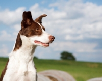 Picture of Border Collie