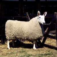 Picture of border leicester ram side view