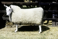 Picture of border leicester ram