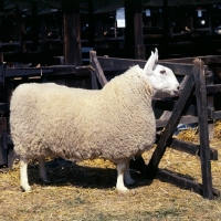 Picture of border leicester ram