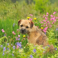 Picture of Border Terrier (aka coquetdale, reedwater terrier) amongst flowers