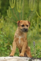 Picture of Border Terrier (aka coquetdale, reedwater terrier)