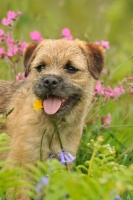 Picture of Border Terrier (aka coquetdale, reedwater terrier) near flowers