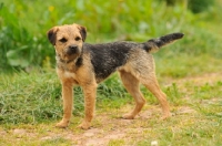 Picture of Border Terrier (aka coquetdale, reedwater terrier)