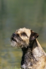 Picture of border terrier am ch dickendall's heart breaker looking up