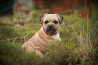 Picture of Border Terrier amongst greenery