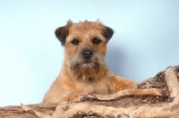 Picture of Border Terrier behind a log