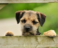 Picture of Border Terrier behind fence