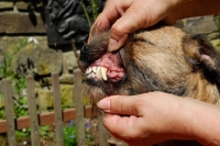 Picture of border terrier bite of a young dog