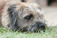 Picture of Border Terrier feeling tired