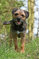 Picture of Border Terrier, full body, front view