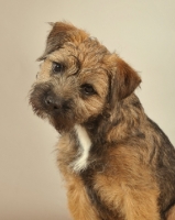 Picture of Border Terrier head study