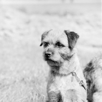 Picture of border terrier head study