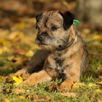 Picture of Border Terrier in autumnal setting