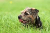 Picture of Border Terrier in field