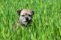 Picture of Border Terrier in high grass