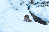 Picture of Border Terrier in snow