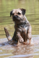 Picture of Border Terrier in water
