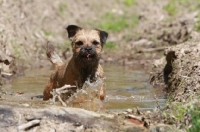 Picture of Border terrier in water