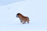 Picture of Border Terrier in winter