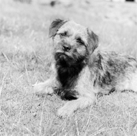 Picture of border terrier looking at camera