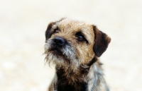 Picture of border terrier looking up