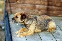 Picture of border terrier lying in a hay cart