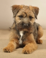Picture of Border Terrier lying on beige background