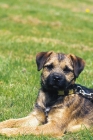 Picture of Border Terrier lying on grass