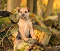 Picture of Border Terrier near logs