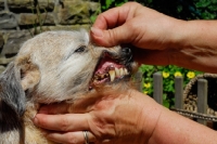 Picture of border terrier old age teeth
