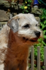 Picture of border terrier old bitch 13 years