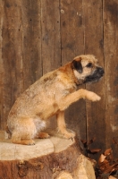 Picture of Border terrier on log, one leg up