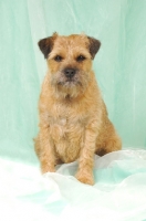 Picture of Border Terrier on pastel fabric
