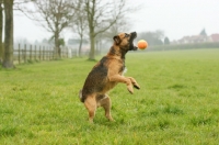 Picture of Border Terrier playing with ball